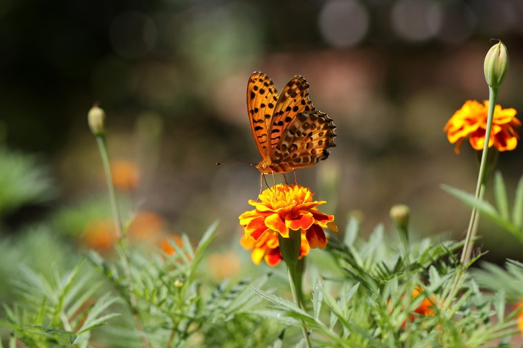 gentle yoga classes benoni contact anandi yoga